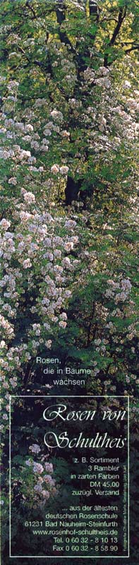 Rambler - Schlingrosen - Rosen, die in Bäume wachsen
