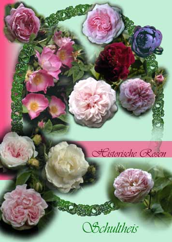 Plakat Historische Rosen von Schultheis