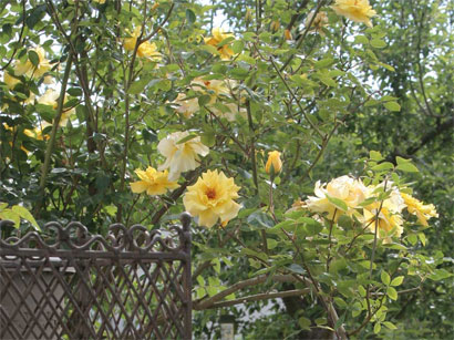 gelbe Rose in milderem Klima – Christines neuer Rosengarten