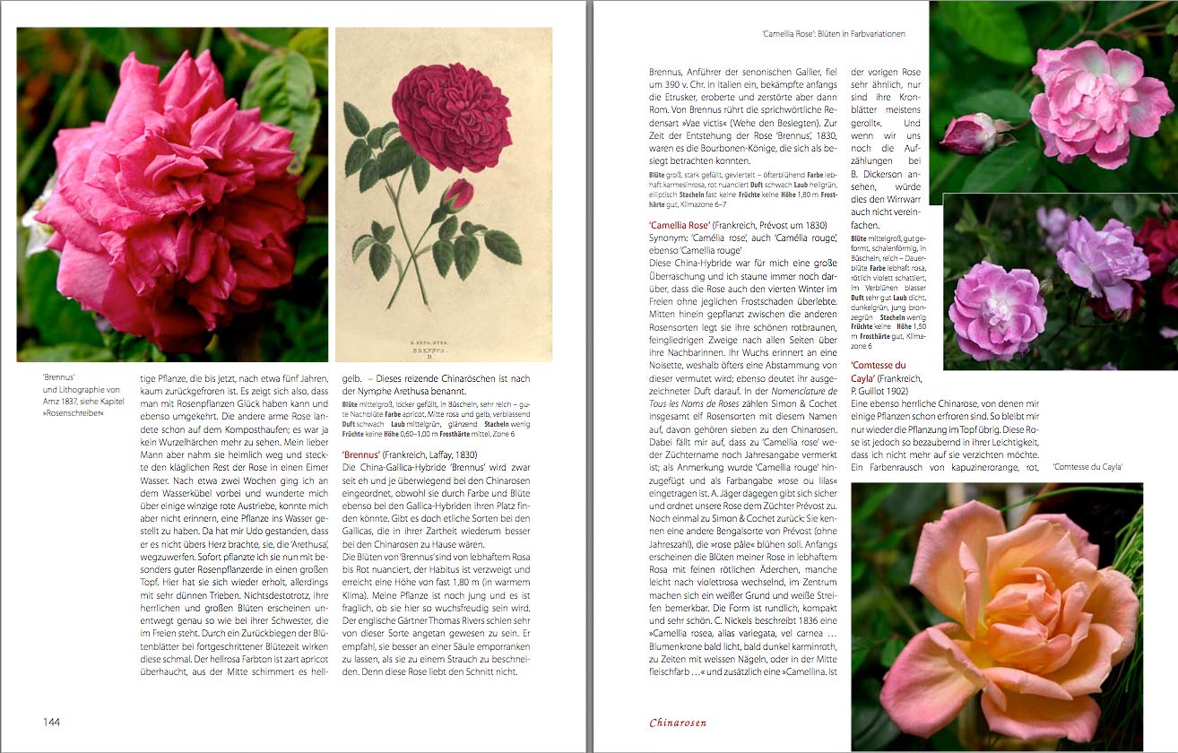 Alte Rosen - alte Zeiten, Seiten 144 - 145 Chinarosen