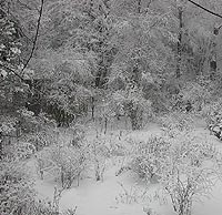 mittlerer Gartenraum im Januar (mit Schnee)